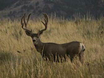 Monster Mule Deer Wallpaper