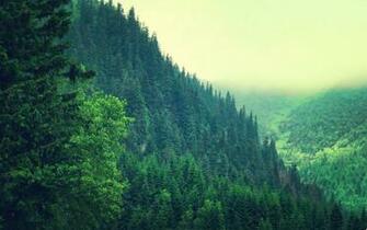 Pine Forest Wallpaper