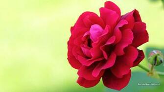 Wallpaper Rose Photo Background