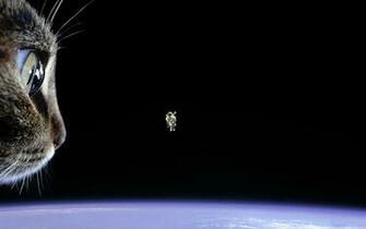 Cat Astronaut Wallpaper On