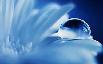 Flower Petals Drops Water Reflection Wallpaper Background