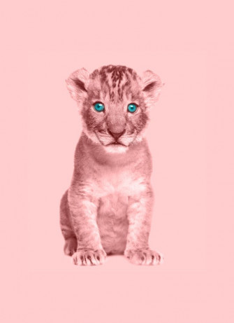 Ios Aesthetic Pink Lion Wallpaper