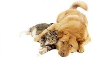 Cats And Dogs Wallpaper Fun Animals Wiki Videos