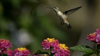 Wallpaper Colibri Flowers Flight Blur Animals