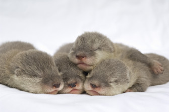Cute Baby Animal Wallpaper