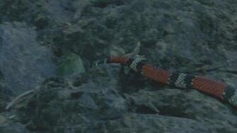 Coral Mimic Snake Moving Quickly Across The Rock Over A Small Tree