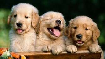 Imageci Cute Animals Wallpaper HD Html