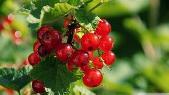 Redcurrant Berries Wallpaper
