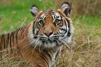 Tiger Wallpaper White Animal Pictures Blue Background