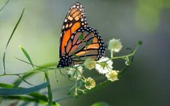 Monarch Butterfly Wallpaper