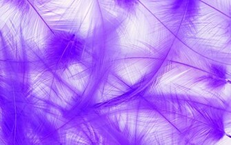 Purple Plumes Desktop Pc And Mac Wallpaper