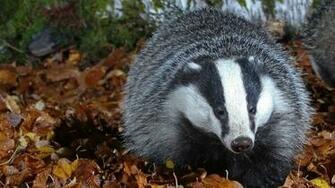 Badger Wallpaper