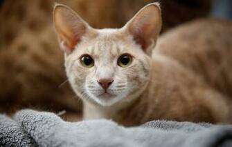 Wallpaper Cat Look Portrait Muzzle Ocicat Image For Desktop