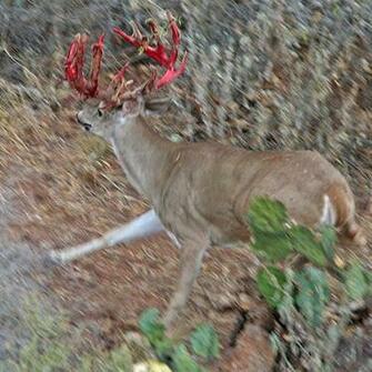 Pin Whitetail Deer Wallpaper