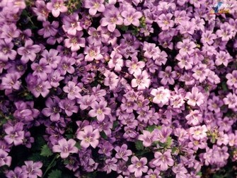 Flower Screensavers And Wallpaper HD Walls Find