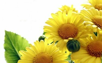 Summer Pictures Sunflowers Wallpaper HD Sunflower Photo