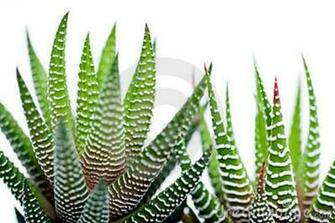 Wallpaper Health Benefits Of Aloe Vera