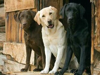 Dogs Labrador Wallpaper Retriever