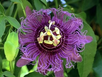 Passion Flower Hydrangea Pictures Tulips Floral HD1600x1200