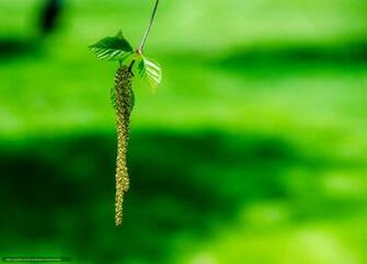 Wallpaper Branch Foliage Birch Catkins Desktop