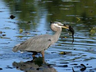 Heron Wallpaper