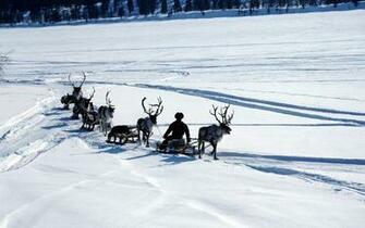 Wallpaper Snow Deer Sledge Person Transport North Pole
