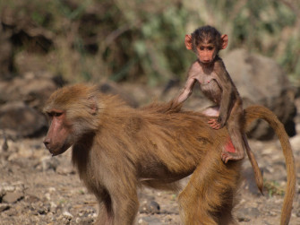 Baboon Wallpaper Image Photos Picture