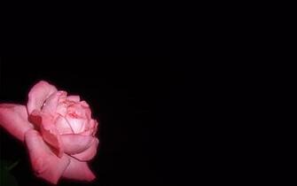 Pink Rose Background Wallpaper