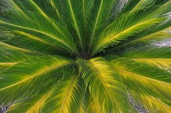 Palm Leaves Nature Wallpaper