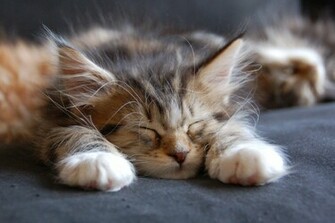 Kid Maine Coon Fell Asleep Desktop Wallpaper