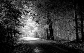 Forest Background Black And White HD Wallpaper Car Pictures