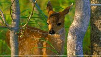 Sitka Black Tail Deer Fawn Wallpaper