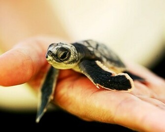 Cutest Baby Turtles And Tortoises