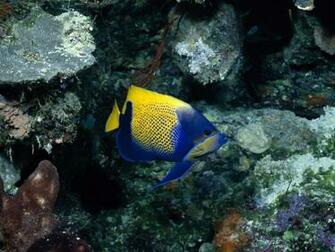 Best Wallpaper Colorful Fish