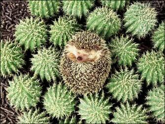Hedgehog Wallpaper HD Early