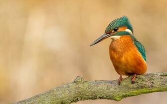 Kingfisher Branch Bird Wallpaper