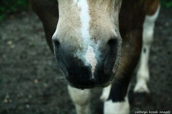 Draft Horse Wallpaper Animalgals