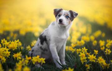 Wallpaper White Look Flowers Nature Pose Background Glade