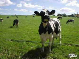 Cows Image Cow Wallpaper Photos