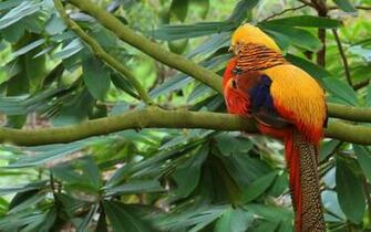 Golden Pheasant Bird Background Wallpaper HD