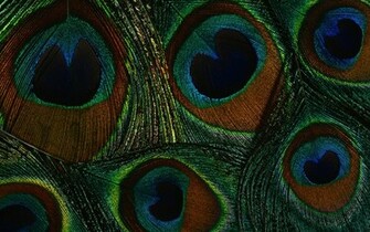 Wallpaper Of Peacock Feathers HD