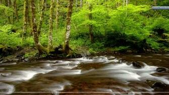 Gales Creek Tillamook State Forest Oregon Wallpaper