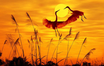 Birds Flying Wallpaper