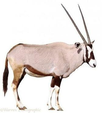 Oryx Photo Wp03728