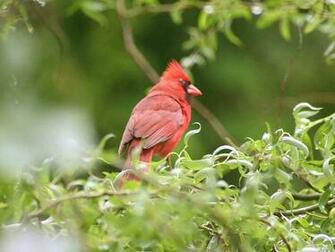 Red Bird Wallpaper