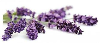 Gifts From Heaven Getting Started Essential Oils Guide