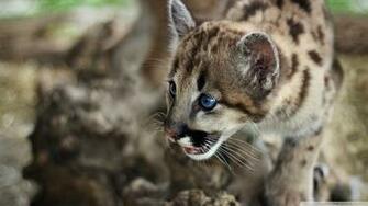 Cute Cougar Wallpaper Image