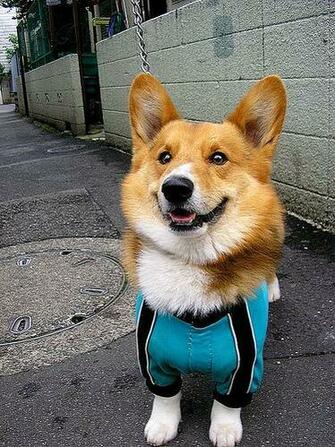 Pembroke Welsh Corgi Wallpaper Puppy Pictures Breed Info