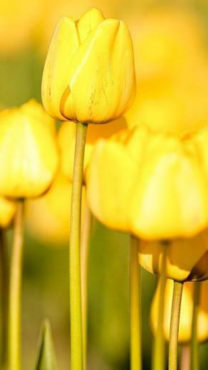 Yellow Tulip Wallpaper iPhone