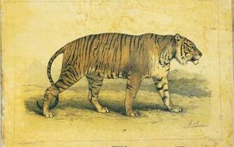 Wallpaper Tiger Vintage Country Retro Desktop HD